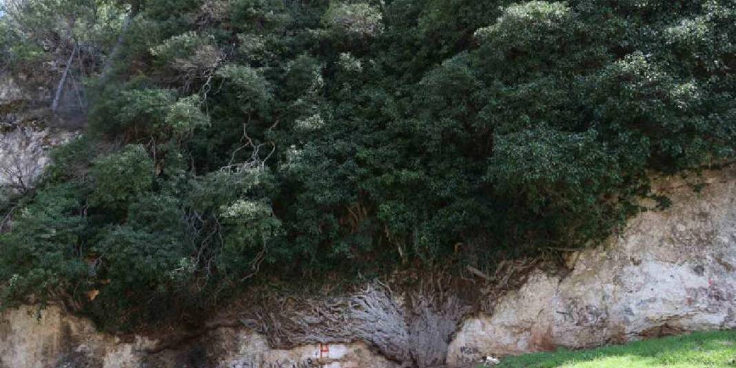 4.000 yıldır zamana direniyor: Türkiye’nin en yaşlı ikinci canlısı koruma altında hayata tutunuyor 3